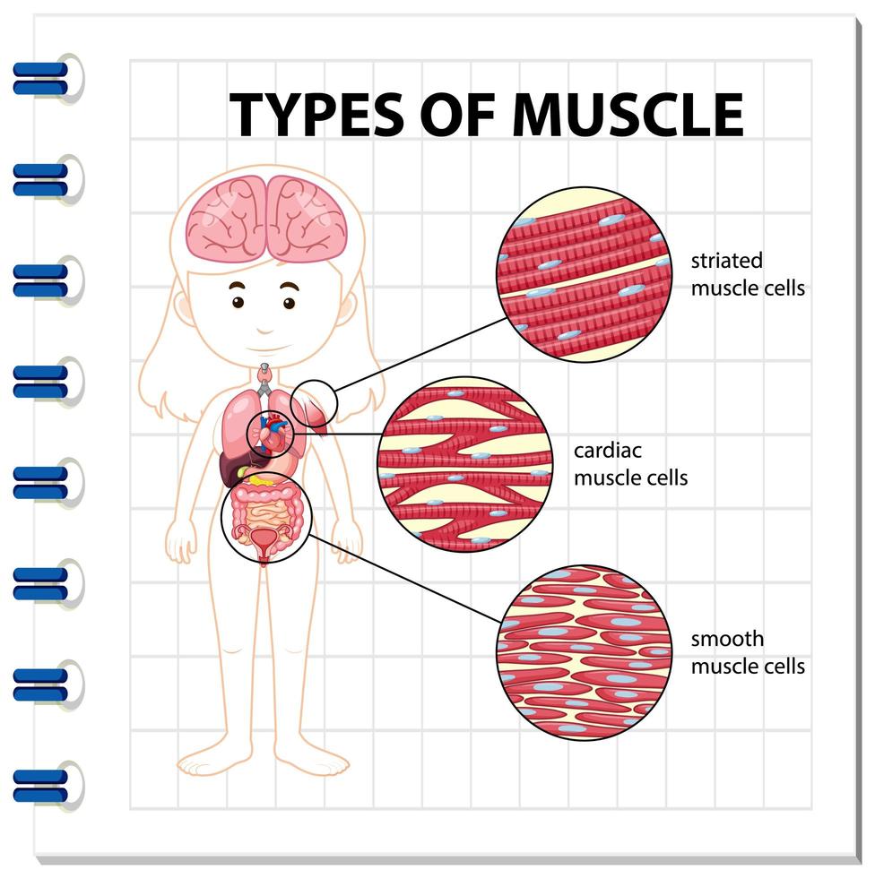 types de diagramme de cellules musculaires vecteur