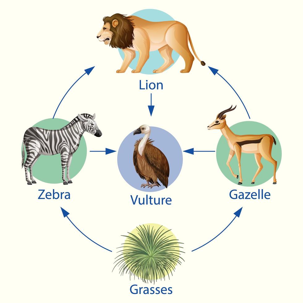 affiche éducative de la biologie pour le diagramme des chaînes alimentaires vecteur