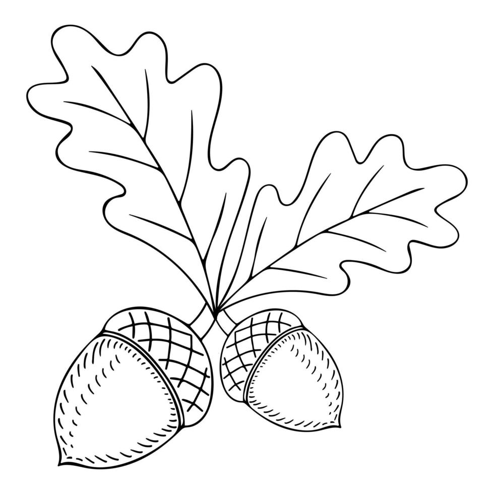 doodle contours dessinés à la main du gland. dessin vectoriel de feuilles de chêne, feuille de chêne. concept de silhouette de composition de saison d'automne. illustration vectorielle isolée.