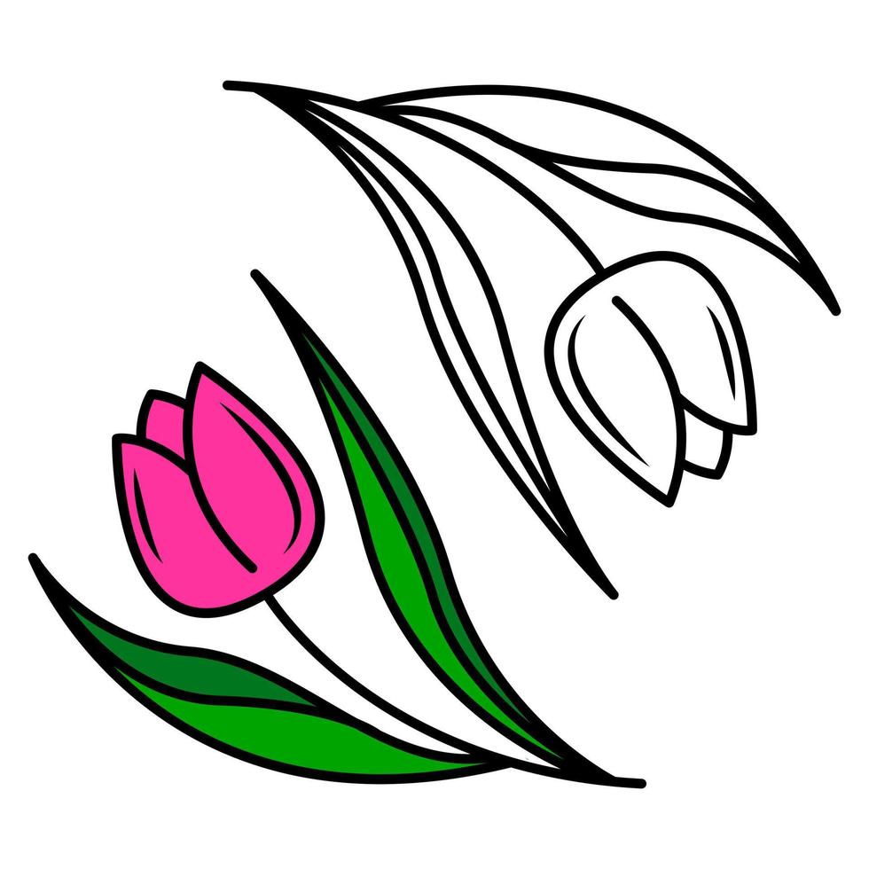 dessin vectoriel de fleurs de tulipes, élément floral isolé dans un style doodle. fleur de tulipe colorée sur fond blanc