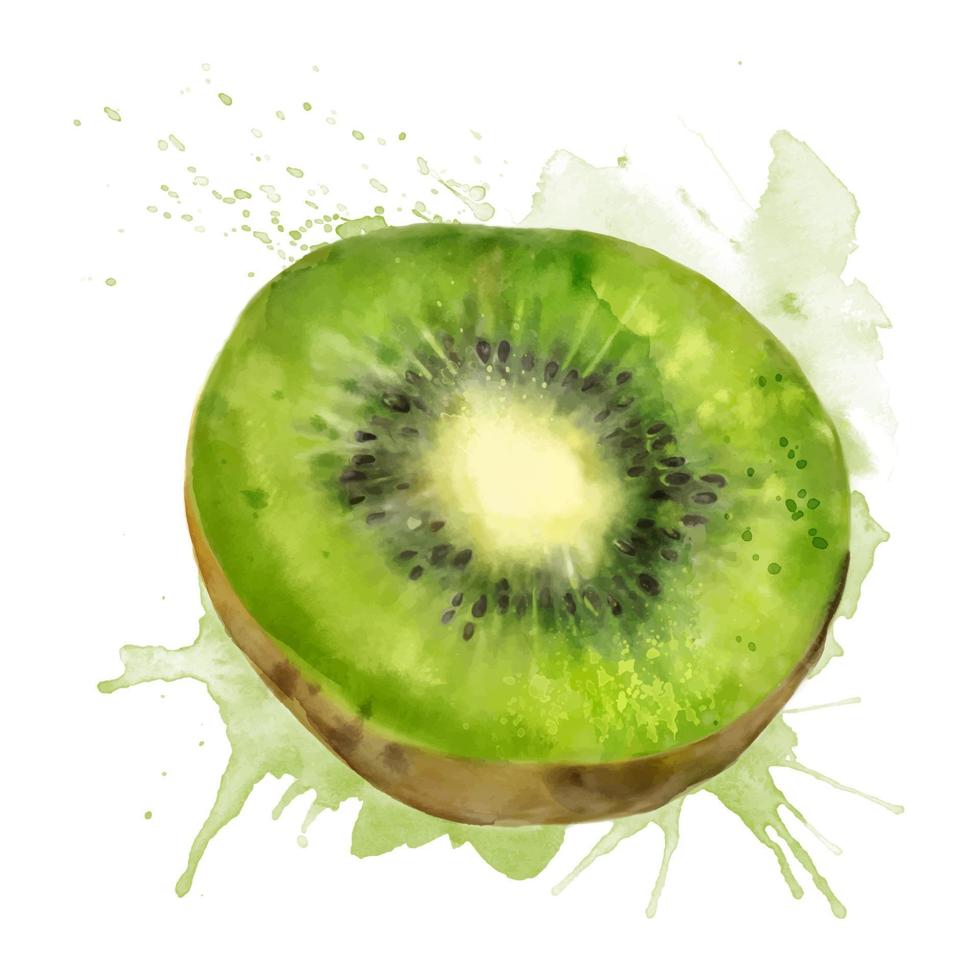 illustration d'été vert frais aquarelle de kiwi. illustration isolée sur fond blanc, pour cartes postales, motifs et textiles. vecteur