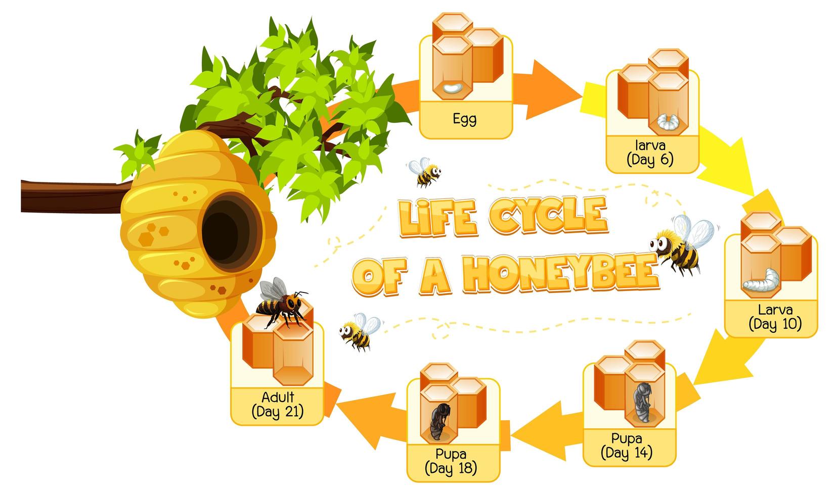 diagramme montrant le cycle de vie de l'abeille domestique vecteur