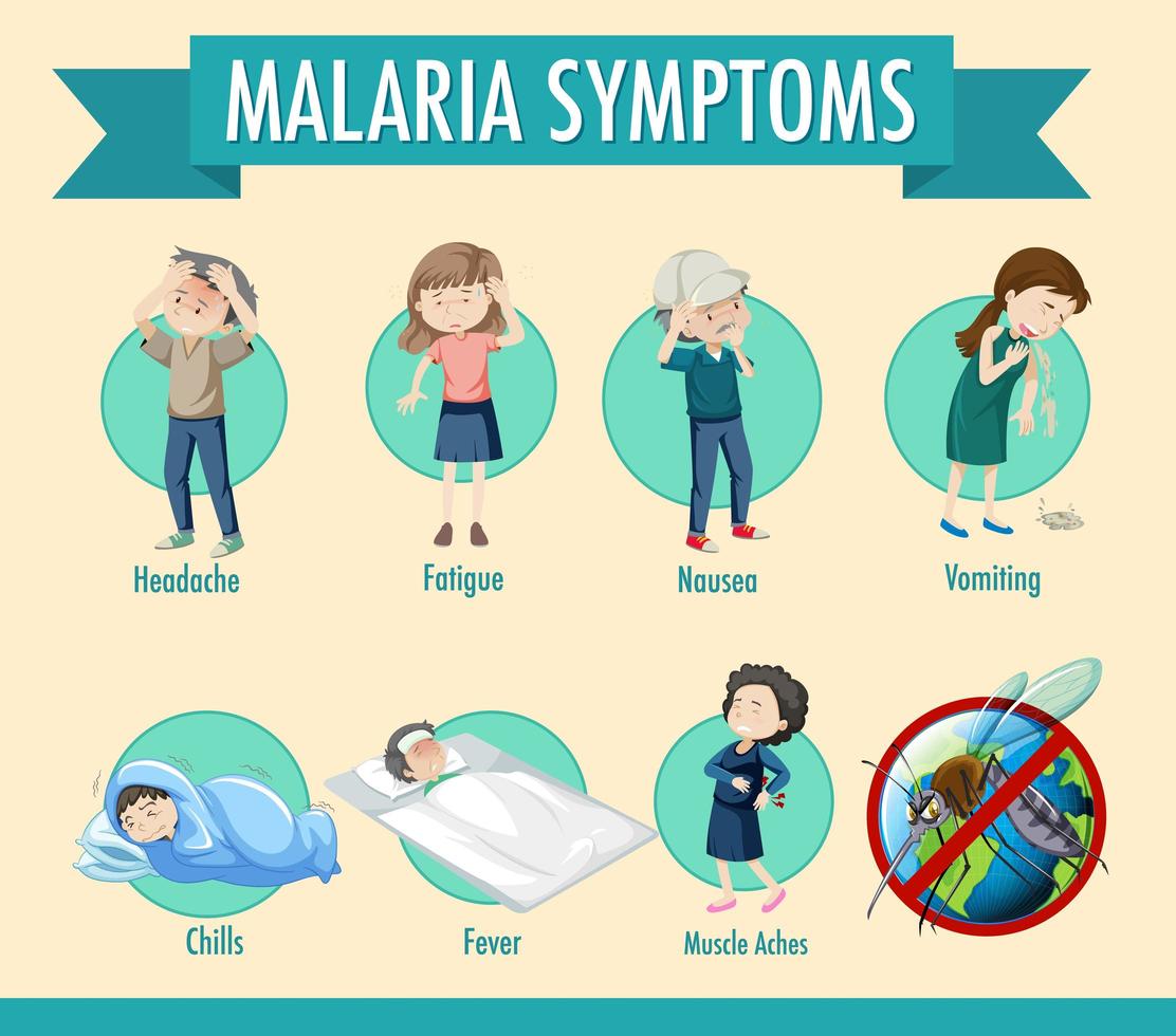 cycle de transmission du paludisme et infographie des informations sur les symptômes vecteur