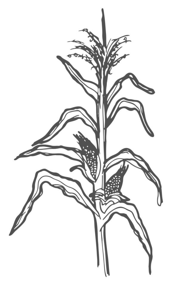 maïs. tête crue fraîche de maïs sucré. nourriture végétarienne saine. biologique. illustration vectorielle plane colorée de légumes isolés sur fond blanc. style de griffonnage. dessin à main levée. vecteur