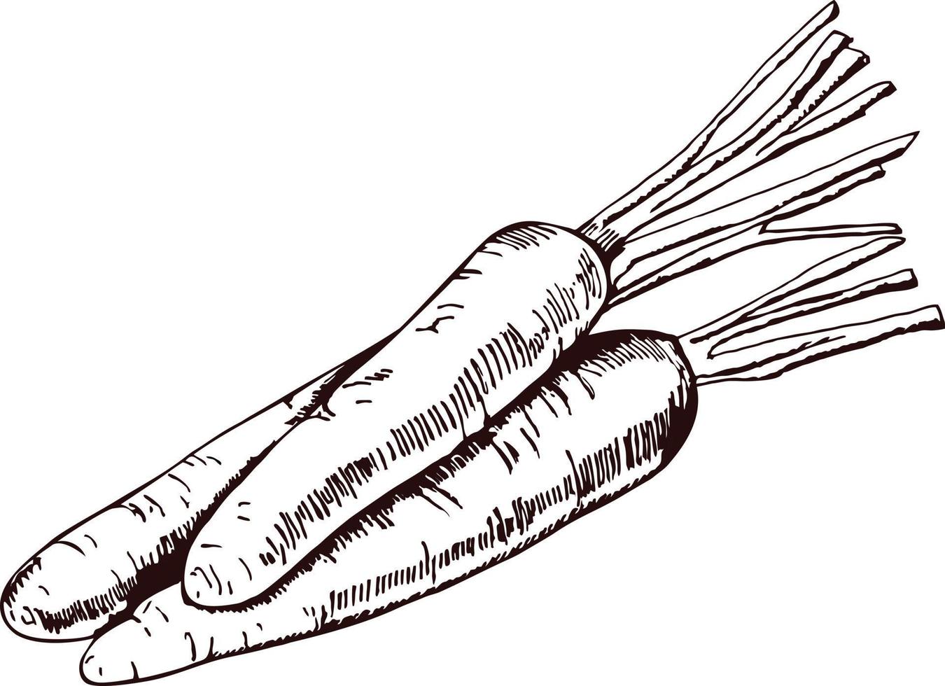 carotte dessinée à la main. fond de nourriture végétale écologique biologique.illustration de style de croquis vectoriel
