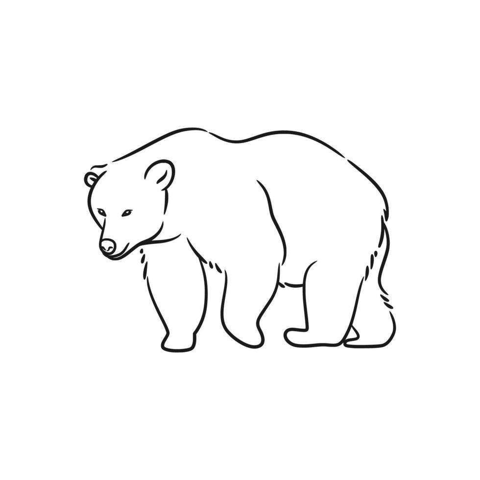 illustration de dessin au trait ours, vecteur