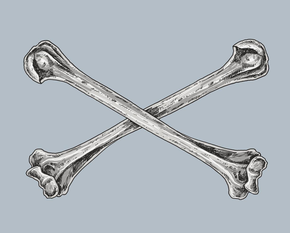 crâne et os croisés dessin illustration vecteur