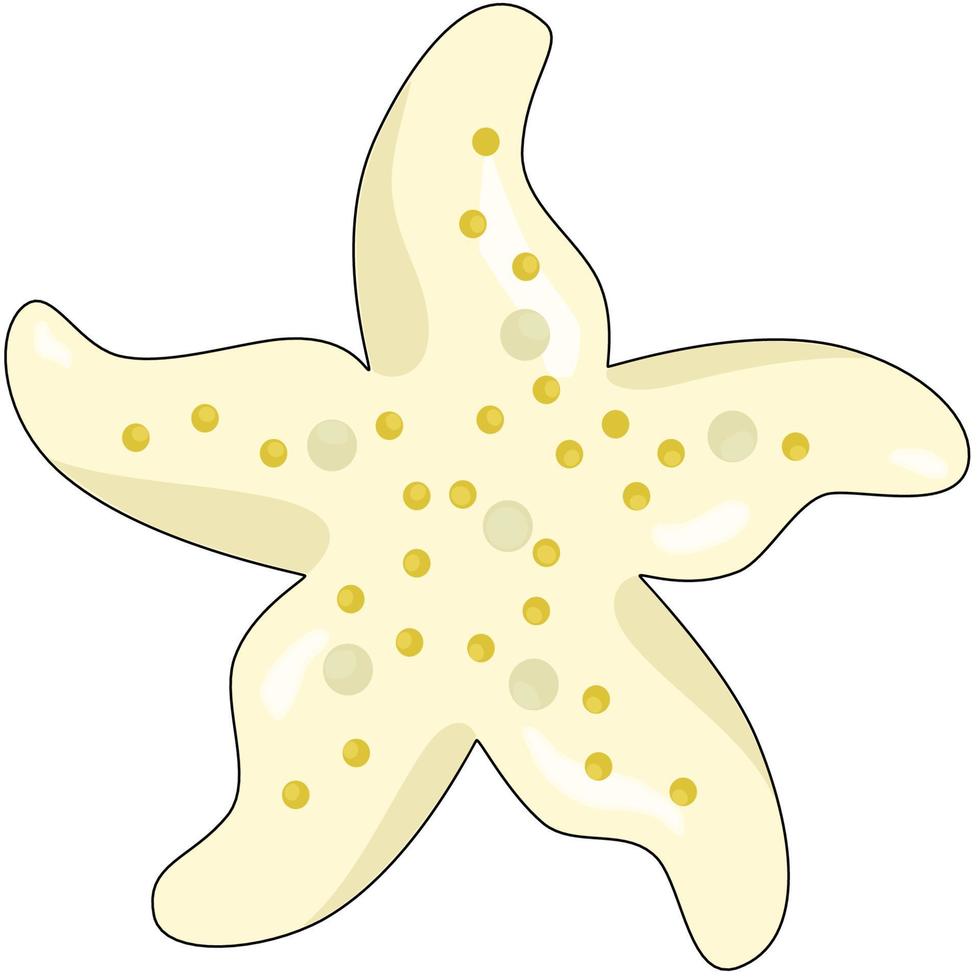 petite étoile de mer meringuée vecteur