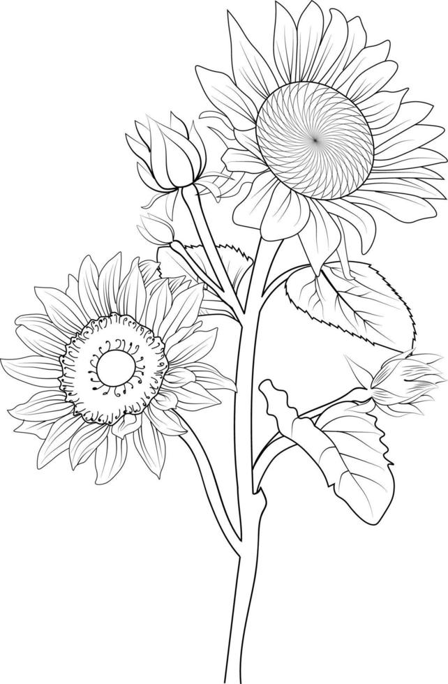 art vectoriel sunflowes, motif floral monochrome. croquis au crayon dessiné à la main d'illustration vectorielle d'encre, branche de la simplicité de la collection botanique, artistique, livre de coloriage pour enfants et adultes.