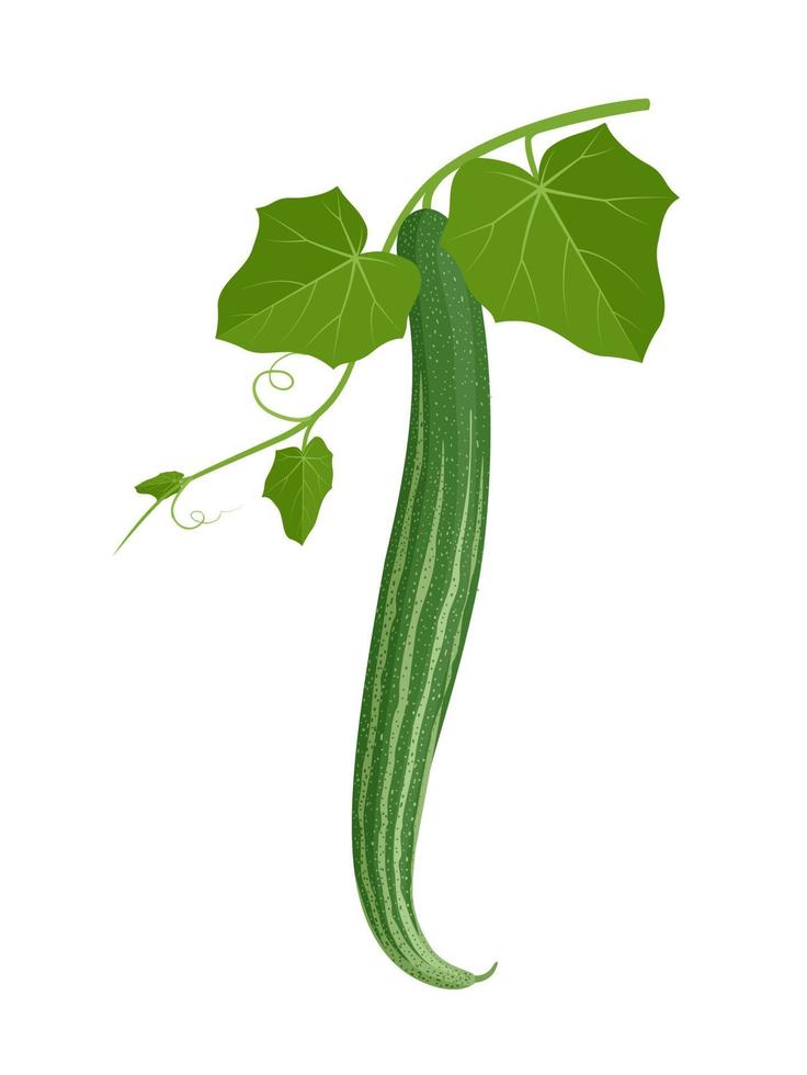 illustration vectorielle, gourde de serpent ou trichosanthes cucumerina, avec des feuilles vertes, isolées sur fond blanc. vecteur