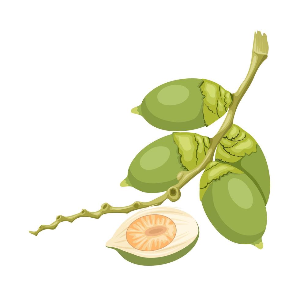 illustration vectorielle, noix de bétel verte, également connue sous le nom de noix d'arec, nom scientifique areca catechu, isolée sur fond blanc. vecteur