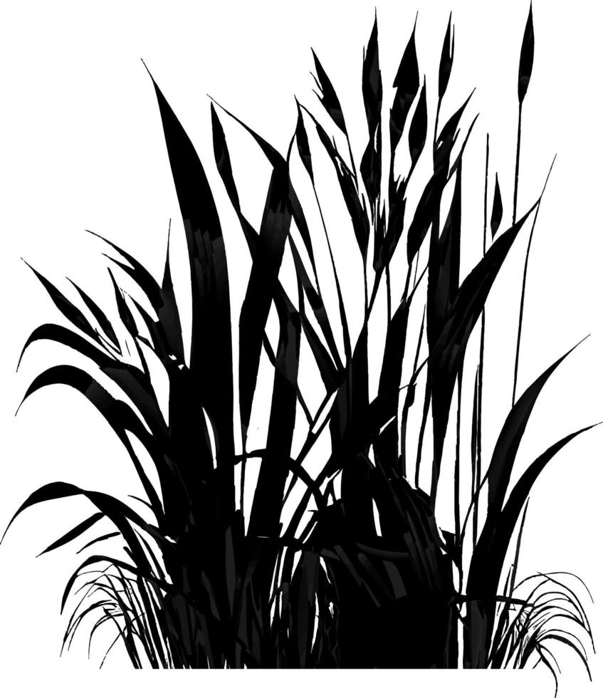 image d'un roseau silhouette ou d'un jonc sur fond blanc. image monochrome d'une plante sur la rive près d'un étang. dessin vectoriel isolé.