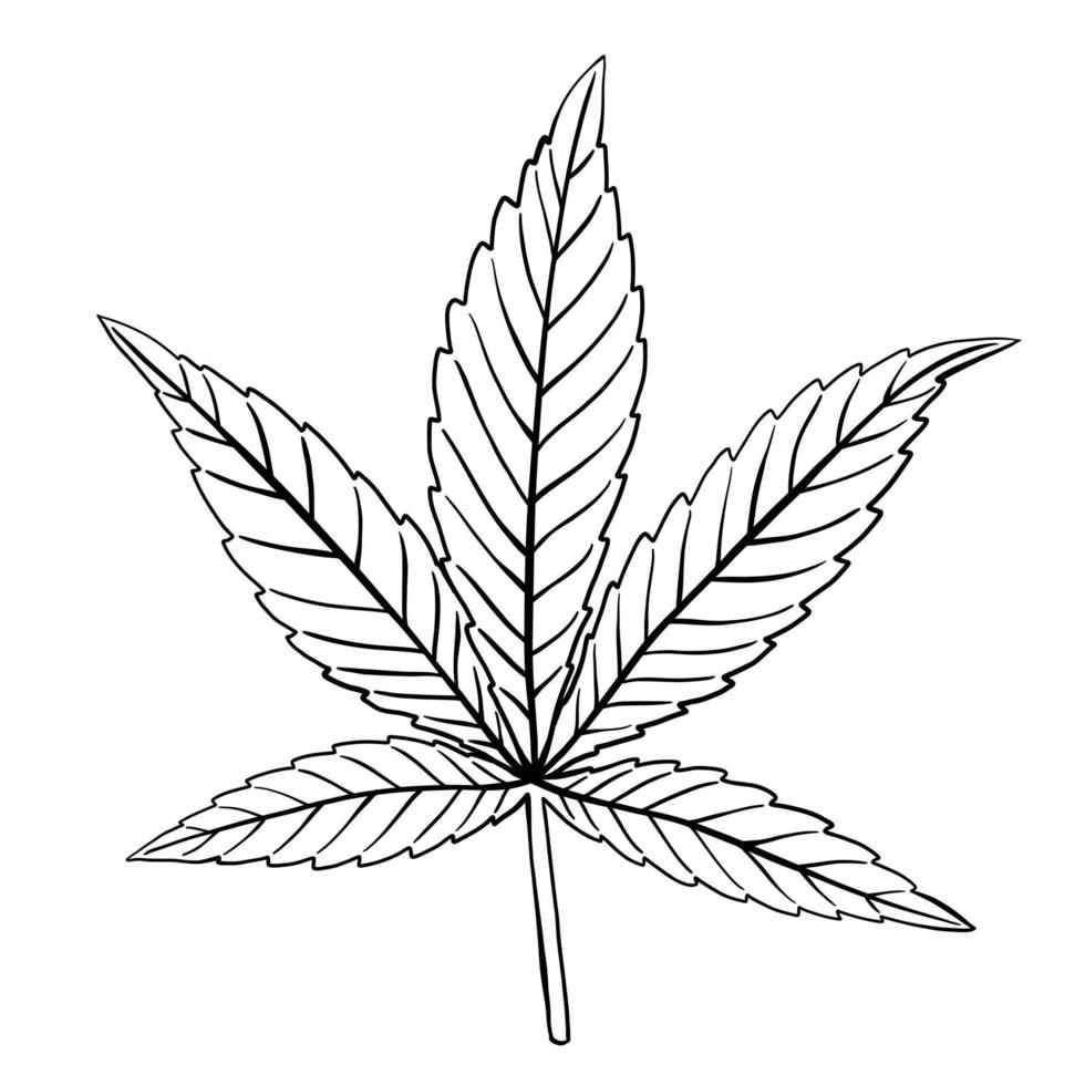 conception plate de dessin à main levée de feuille de cannabis de simplicité. vecteur