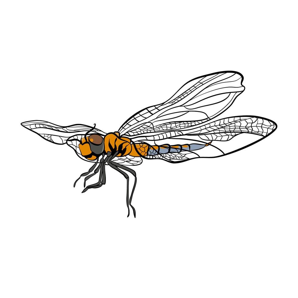 insecte libellule dans la technique de doodle vecteur