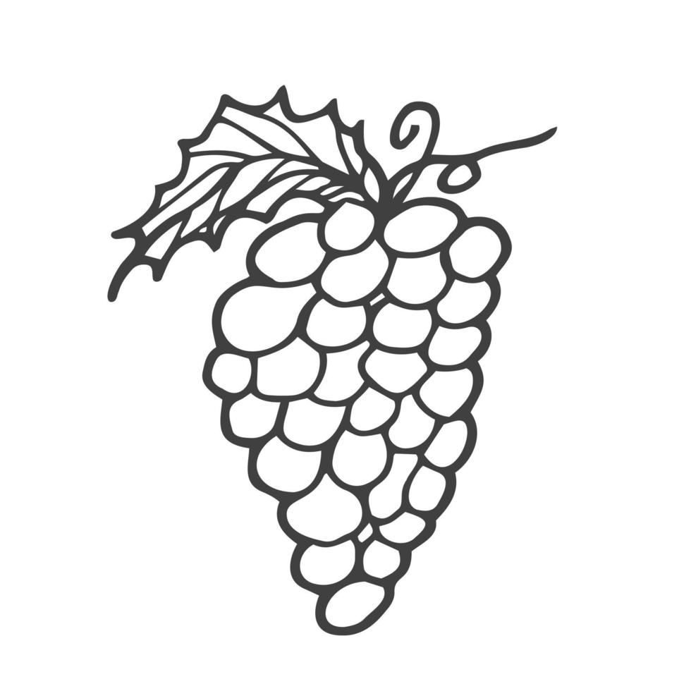 icône de doodle de contour de grappe de raisins dessinés à la main de vecteur. grappe de raisin croquis illustration pour impression, web, mobile et infographie isolé sur fond blanc. vecteur