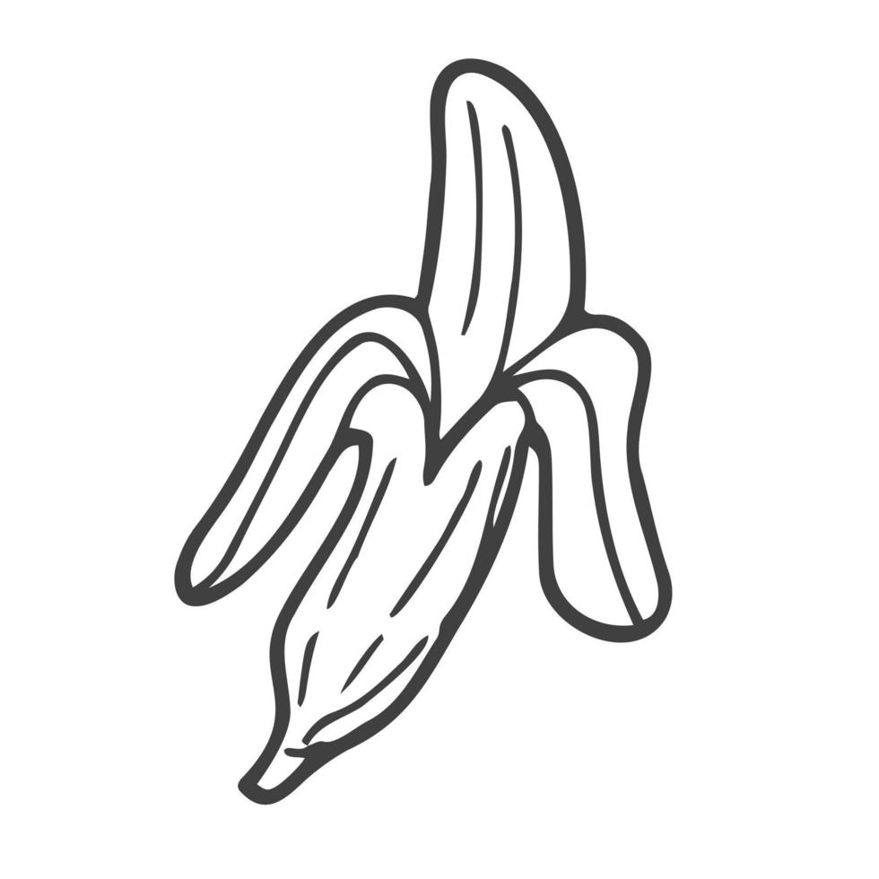 banane, bouquet. nutrition biologique des aliments sains. illustration de lucuma vectorielle rétro vintage gravée à la main. banane isolé sur fond blanc vecteur