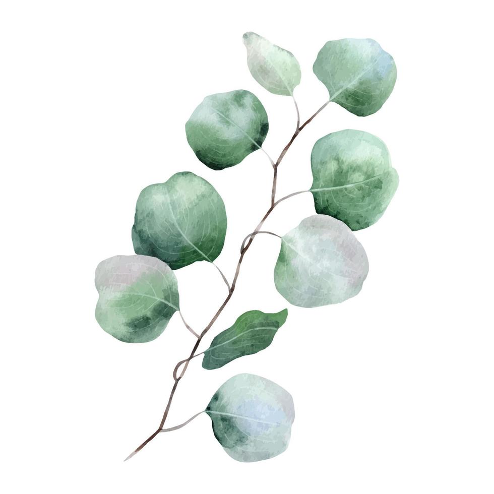 feuille et branche d'eucalyptus aquarelle. dollar en argent d'eucalyptus. illustration botanique isolée sur fond blanc. parfait pour les invitations de mariage, les cartes postales et les textiles vecteur