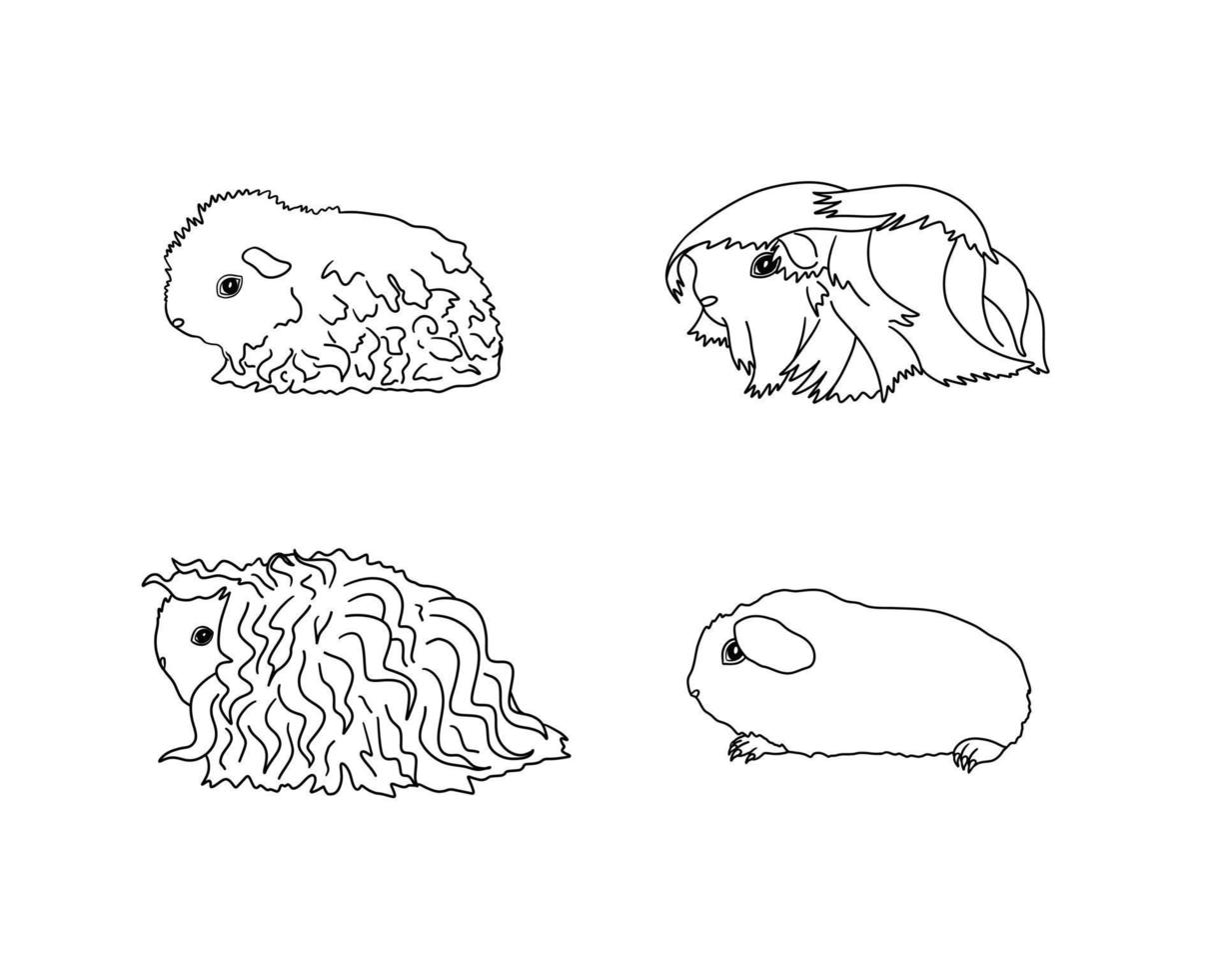 races de cobayes dans le style de ligne. collection et icônes de rongeurs pour animaux de compagnie. ligne noire de vecteur isolé, bouclé, péruvien, soi, mérinos