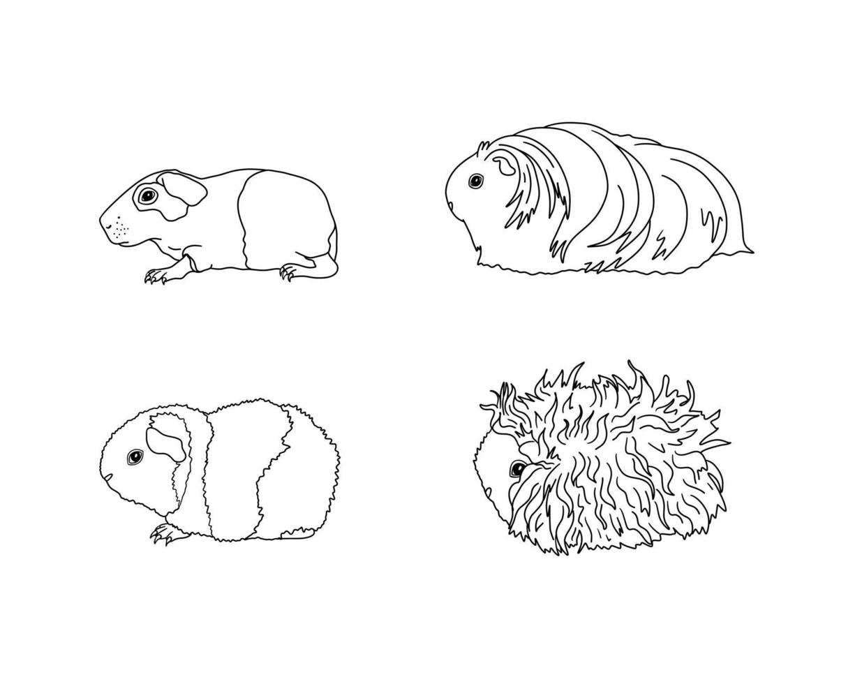 races de cobayes dans le style de ligne. collection et icônes de rongeurs pour animaux de compagnie. ligne noire vectorielle isolée, baldwin, soie, nounours américain, lunkaria vecteur