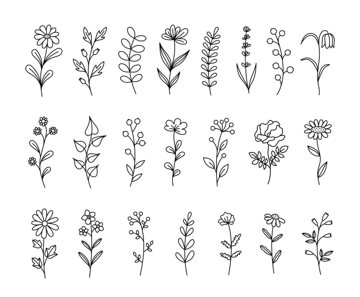 ensemble d'herbes et de fleurs sauvages. dessin au trait. éléments floraux dessinés à la main. illustration botanique de vecteur. vecteur