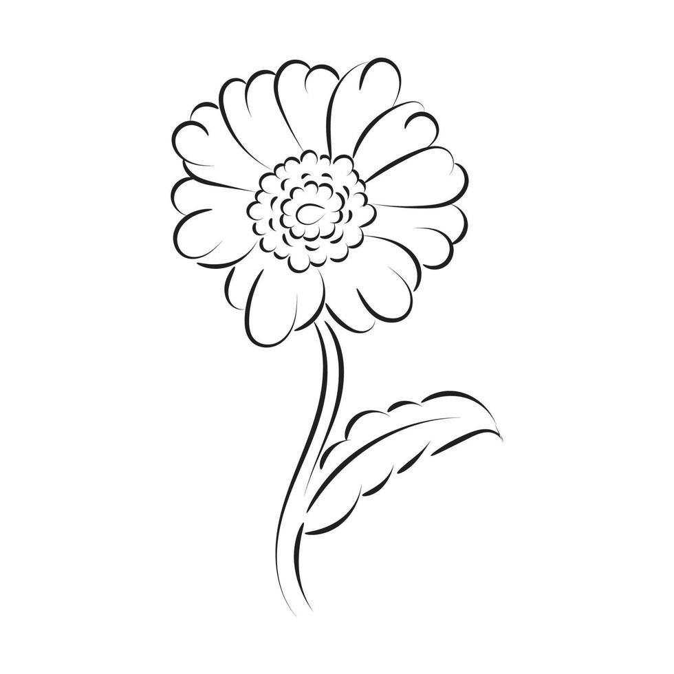 silhouettes noires, fleurs et herbes isolées sur fond blanc. fleur de croquis dessiné à la main vecteur