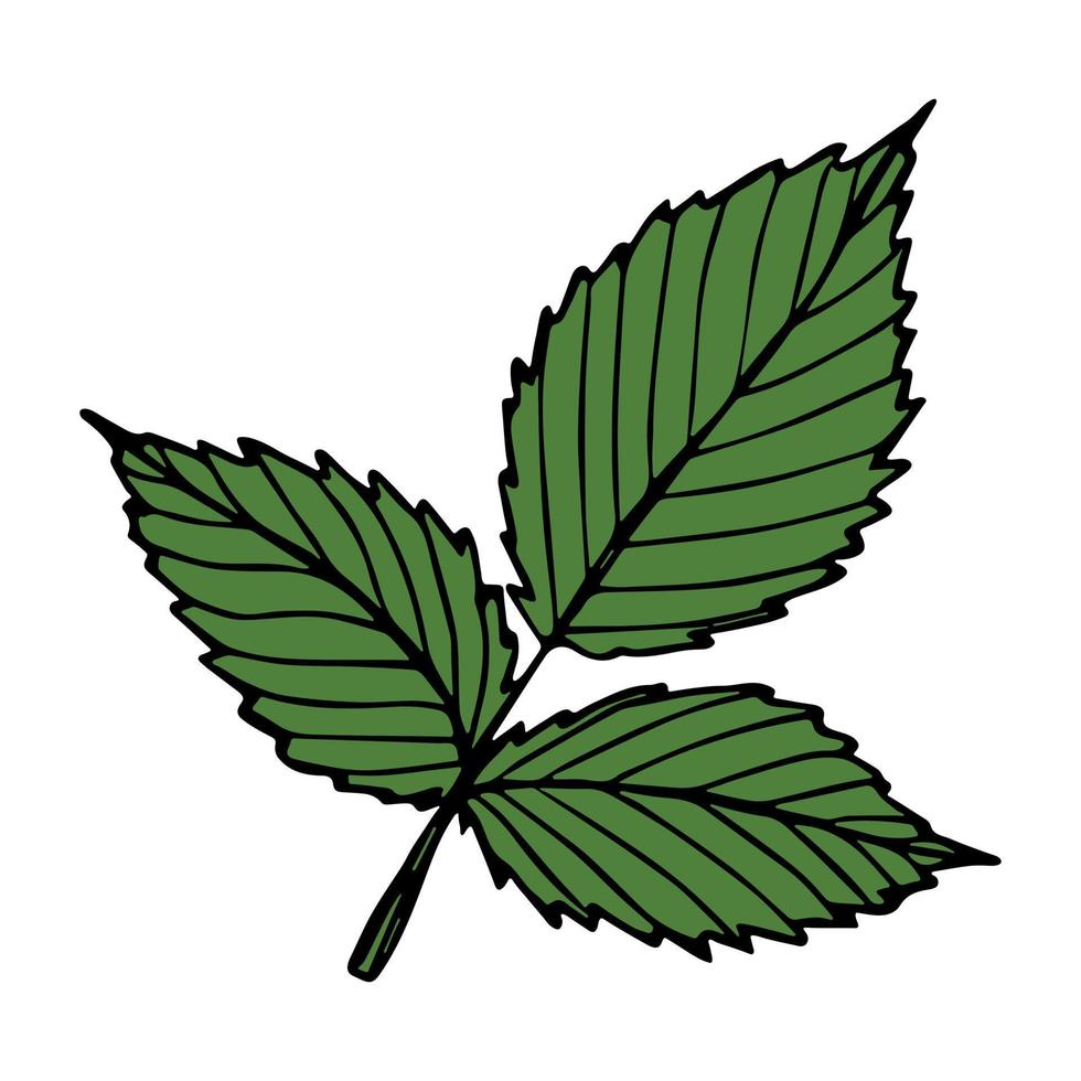 clipart de feuille de framboise de vecteur. illustration de plante dessinée à la main. pour l'impression, le web, le design, la décoration, le logo. vecteur