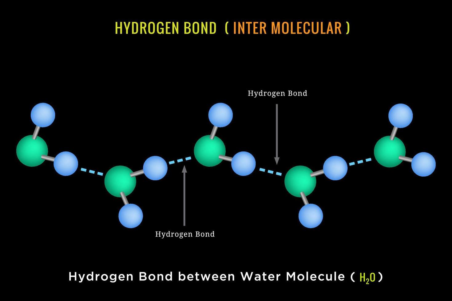 liaison hydrogène, liaison hydrogène intermoléculaire entre la molécule d'eau vecteur
