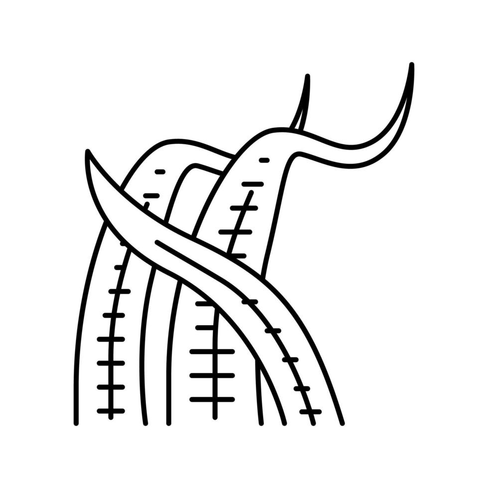 illustration vectorielle de l'icône de la ligne cryptocoryne balansae vecteur