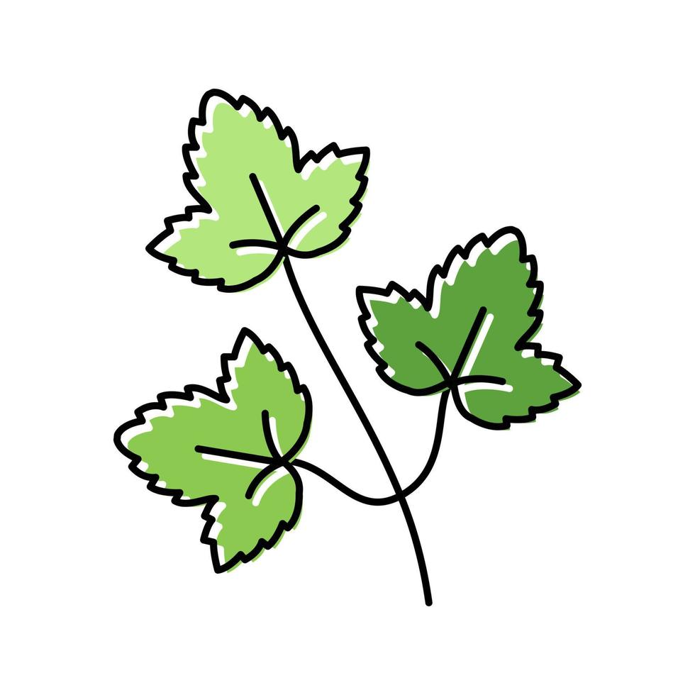 feuilles de coriandre couleur icône illustration vectorielle vecteur