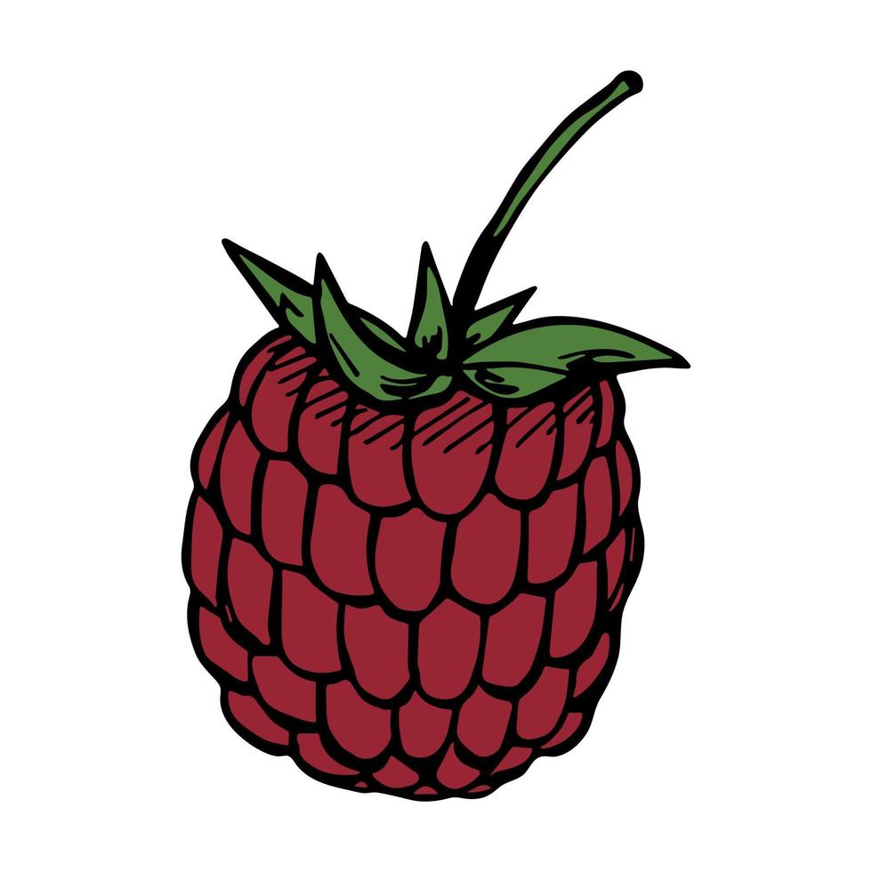 vecteur clipart framboise. icône de baies dessinées à la main. illustration de fruits. pour l'impression, le web, le design, la décoration, le logo.