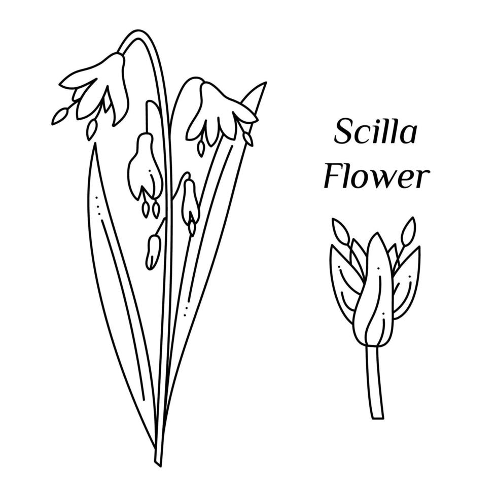 sertie de doodle fleur scilla. illustration vectorielle de contour dessiné à la main. vecteur