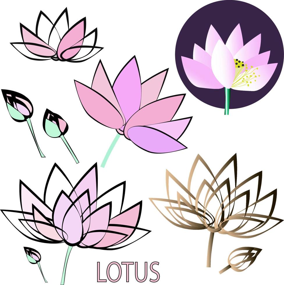 image vectorielle d'une fleur de lotus. ensemble. techniques diverses. têtes et bourgeons. vecteur