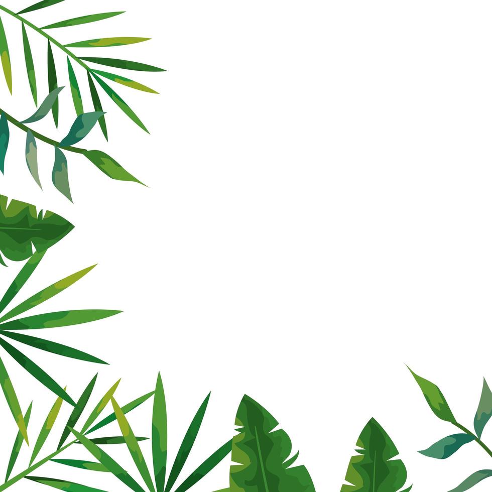Cadre d'icône isolé de feuilles naturelles tropicales vecteur