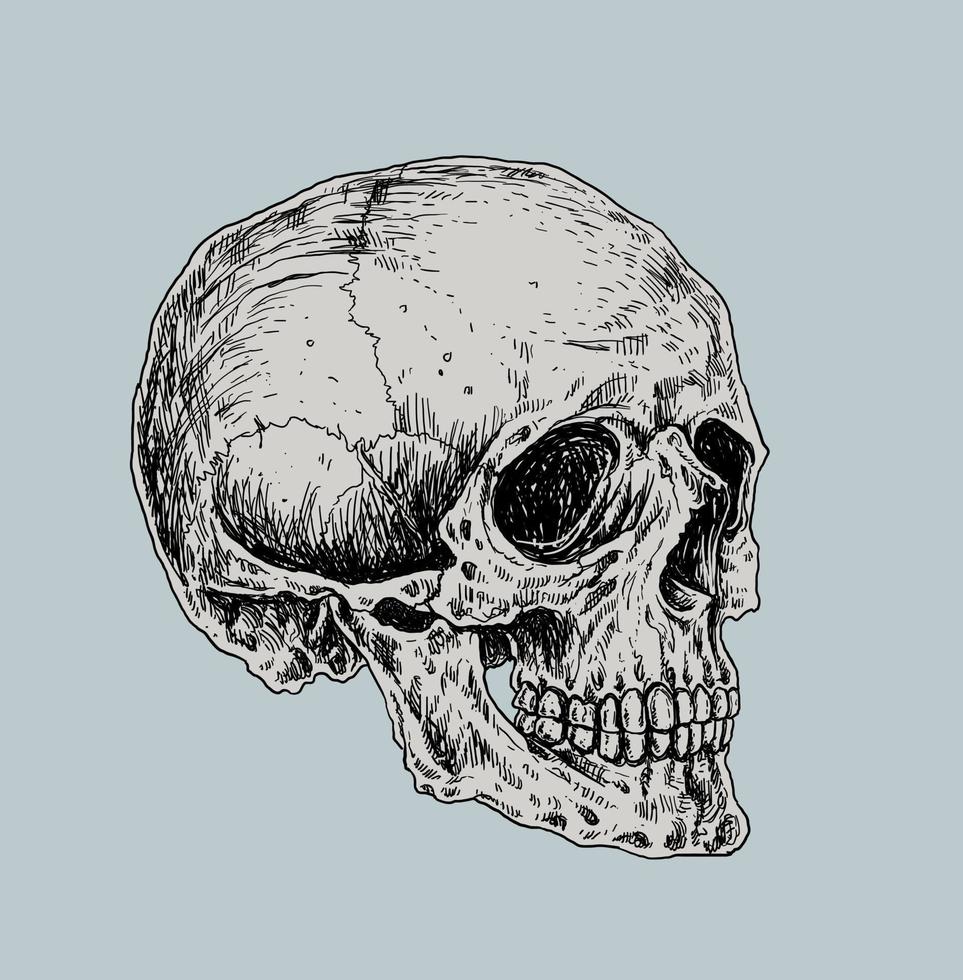 crâne et os croisés dessin illustration vecteur