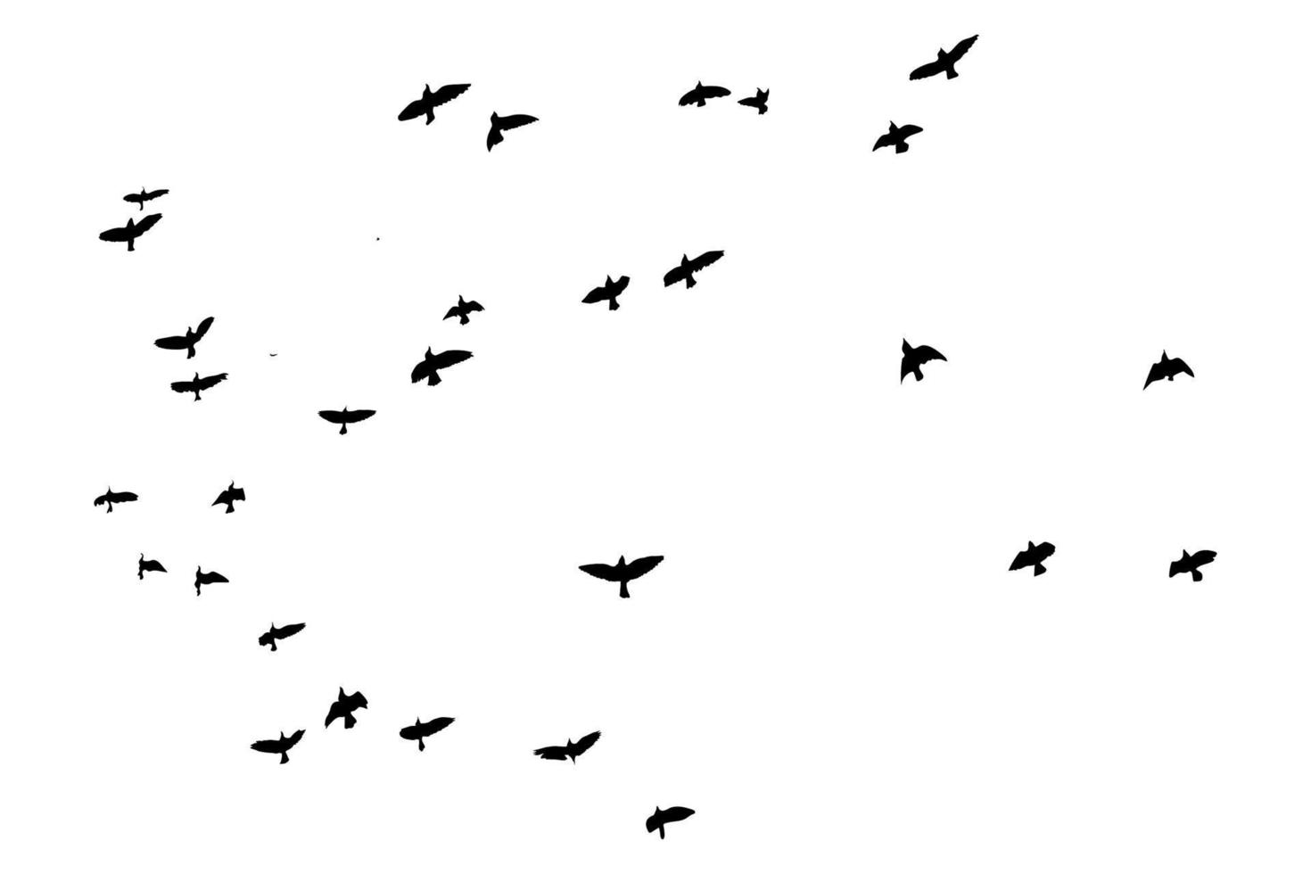 silhouettes d'oiseaux volants sur fond isolé. illustration vectorielle. oiseau isolé volant. vecteur libre