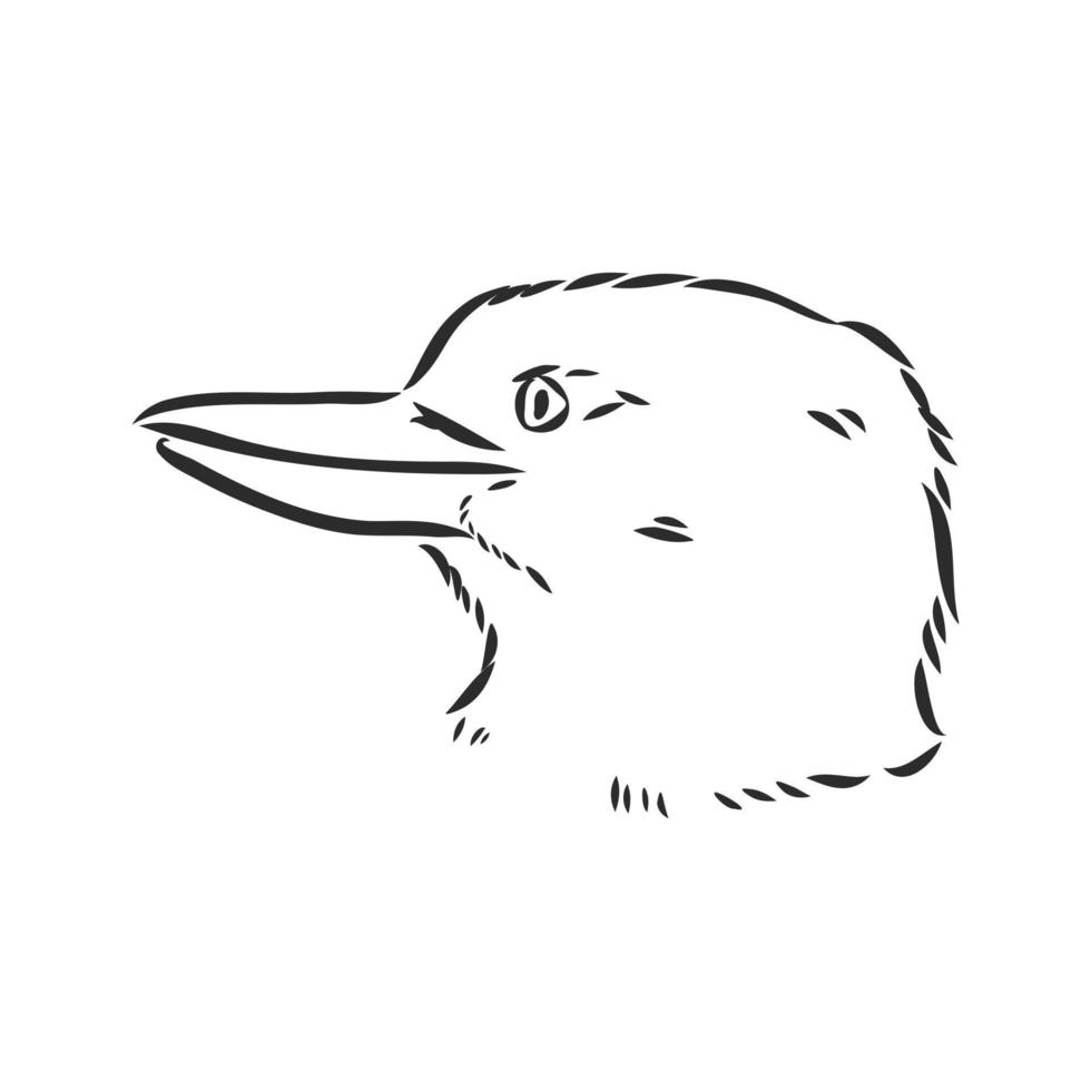 croquis de vecteur oiseau kookaburra