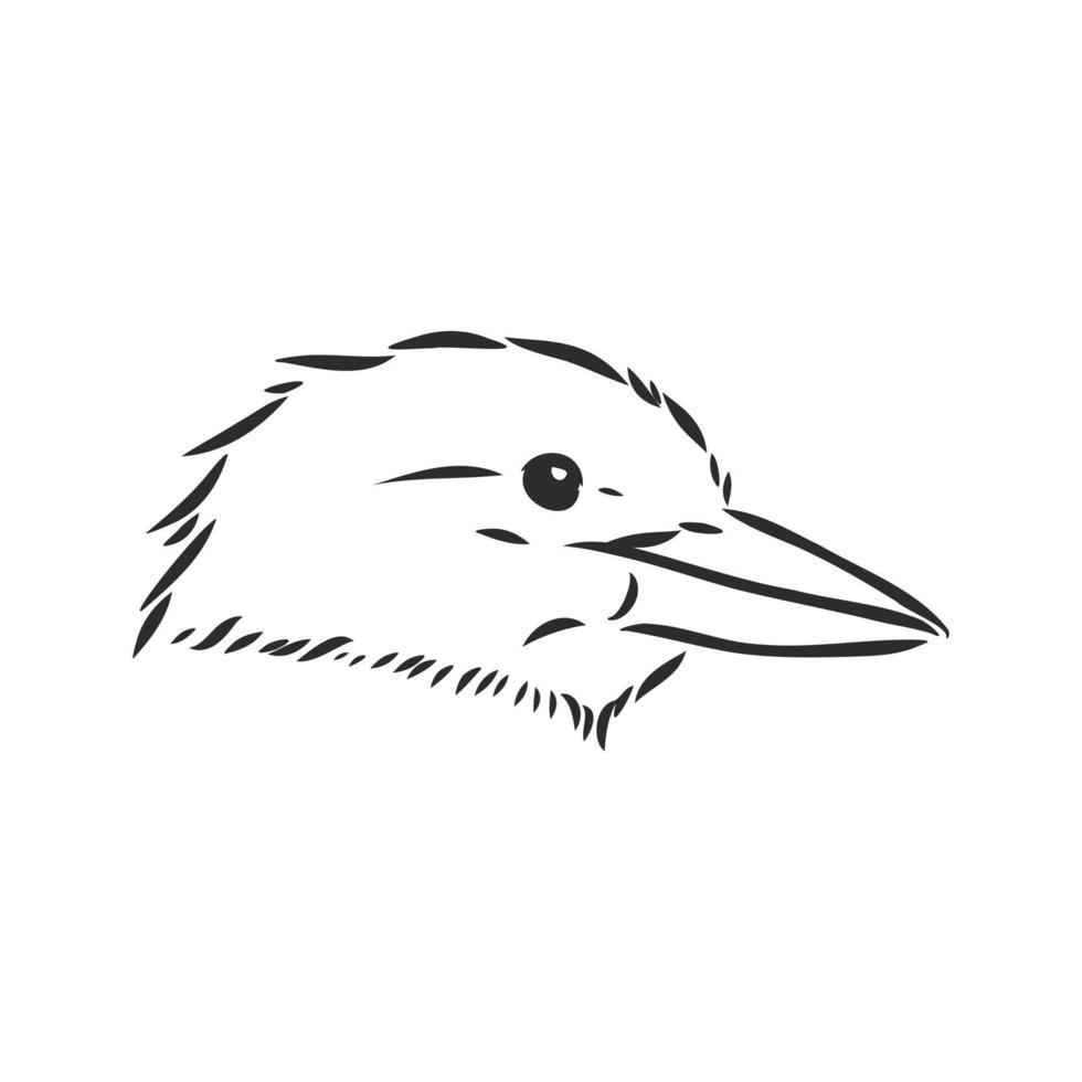 croquis de vecteur oiseau kookaburra