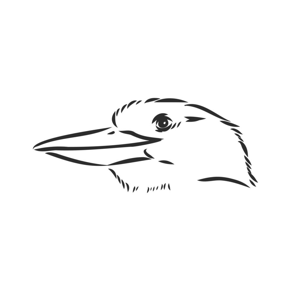 croquis de vecteur oiseau kookaburra