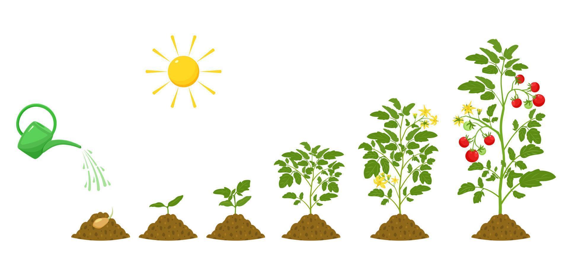 stades de croissance des tomates. irrigation et conditions de germination des plantes en agriculture. infographie botanique. vecteur