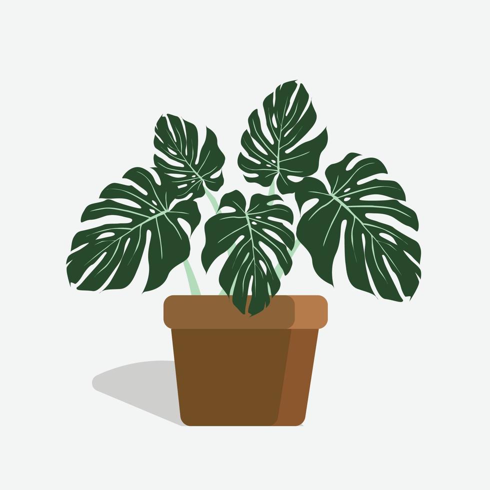 monstera dans un pot de fleur isolé. plante tropicale pour l'intérieur vecteur