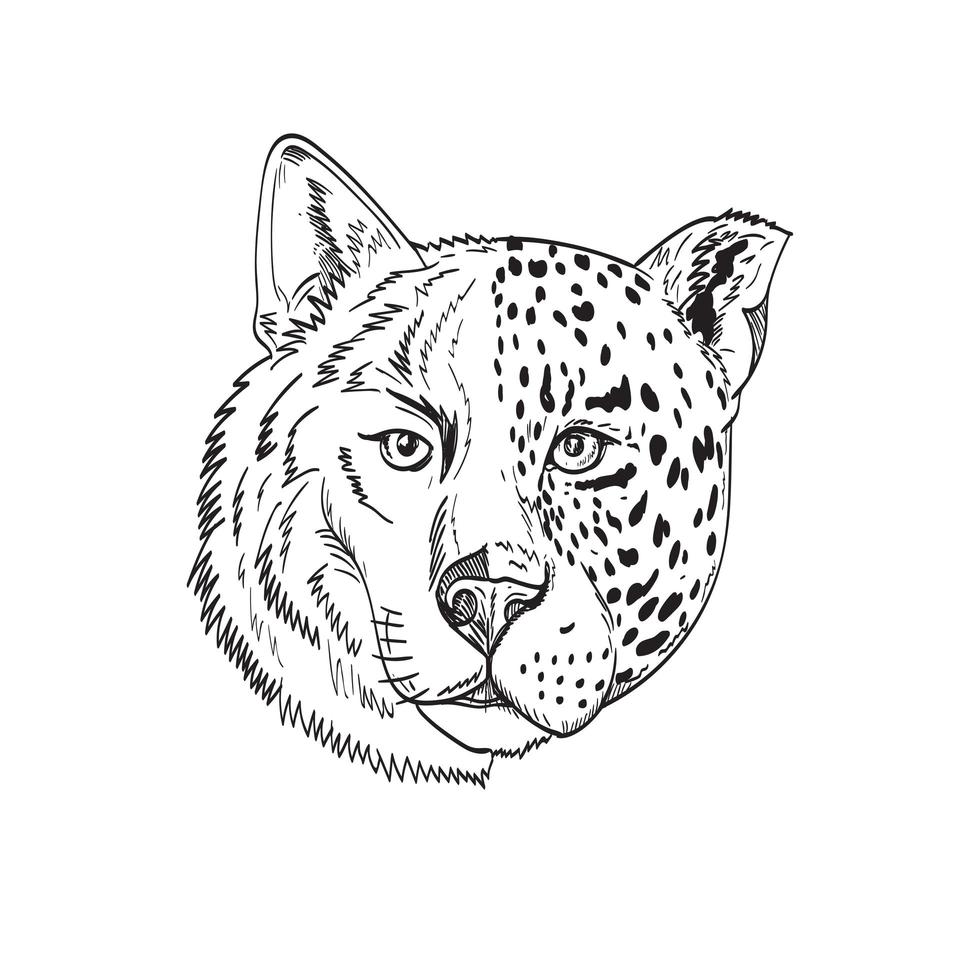 Tête de loup à moitié bois et demi panthère jaguar ou léopard dessin noir et blanc vecteur