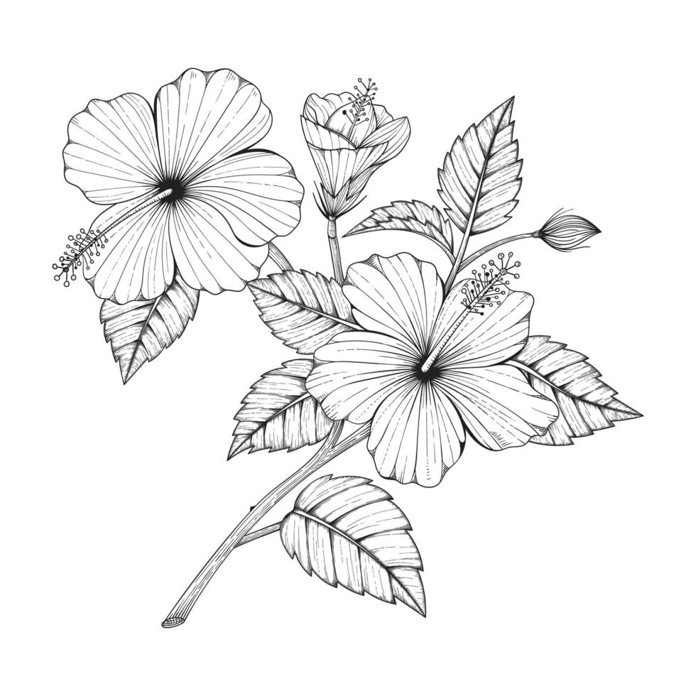 fleurs et feuilles d'hibiscus dessinés à la main. vecteur