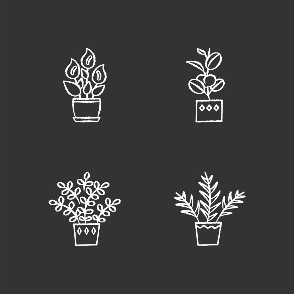 plantes d'intérieur craie icônes blanches sur fond noir. plantes d'intérieur. plantes ornementales domestiquées. lis de la paix, plante zz. palmier de salon, ficus. illustrations de tableau vectoriel isolé