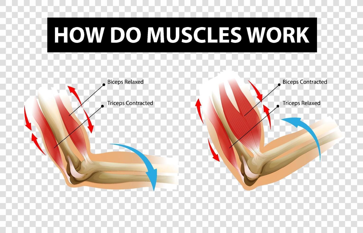 Diagramme montrant comment les muscles travaillent avec des étiquettes sur fond transparent vecteur