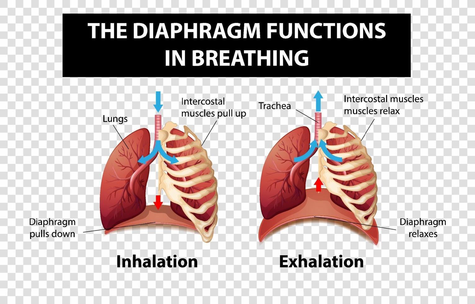 Diagramme montrant les fonctions du diaphragme dans la respiration sur fond transparent vecteur
