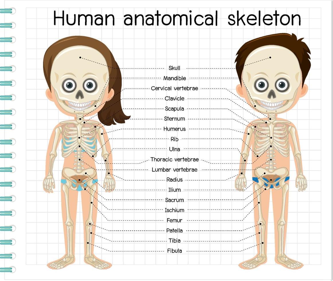 squelette anatomique humain avec étiquette vecteur