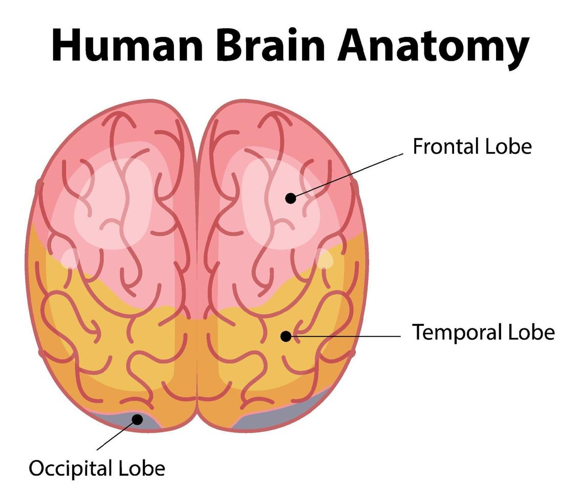 affiche d'information du diagramme du cerveau humain vecteur