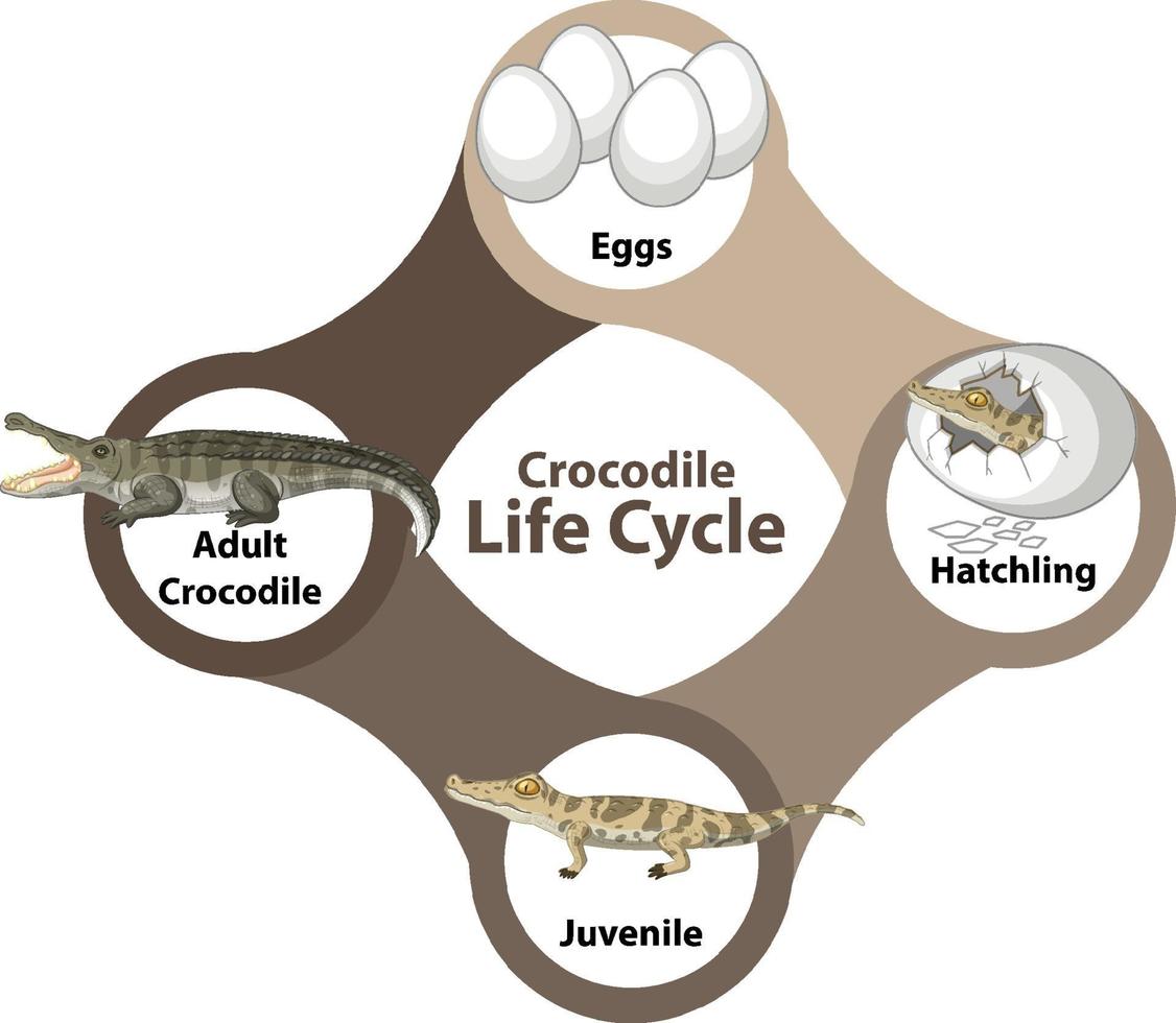 diagramme du cycle de vie du crocodile vecteur