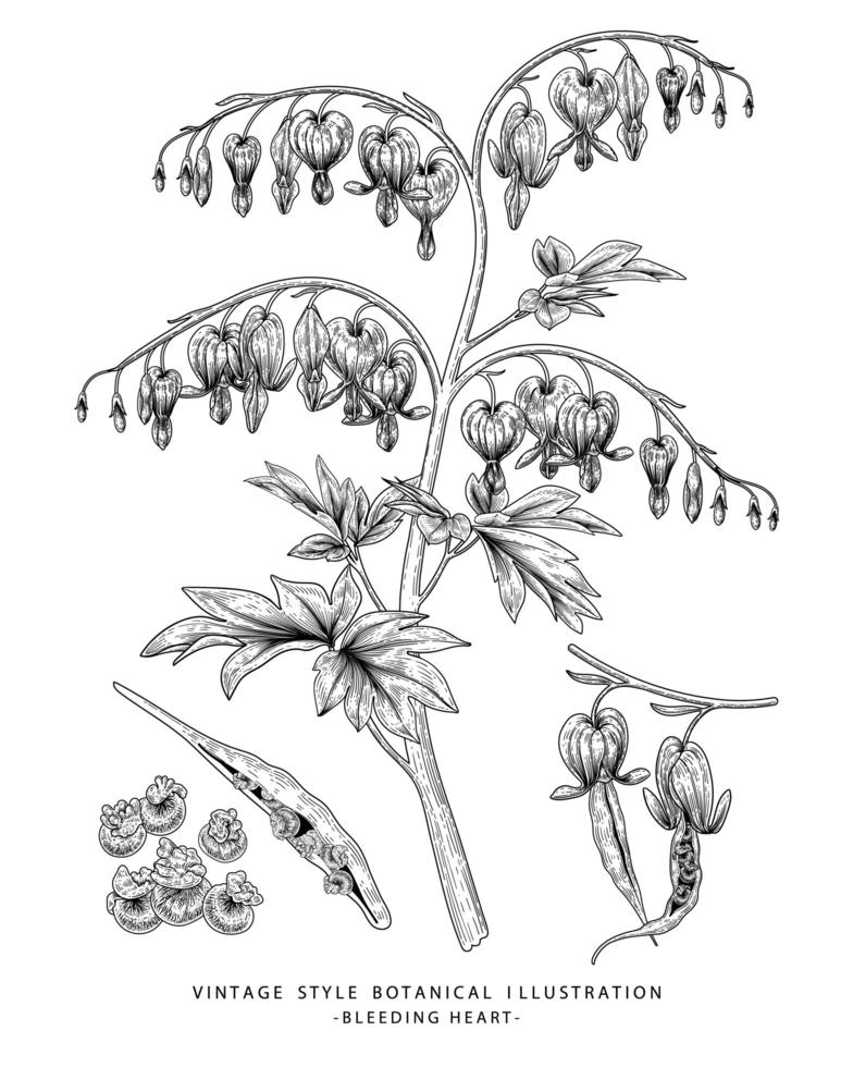 fleur de coeur saignant ou dicentra spectabilis illustrations botaniques dessinés à la main vecteur