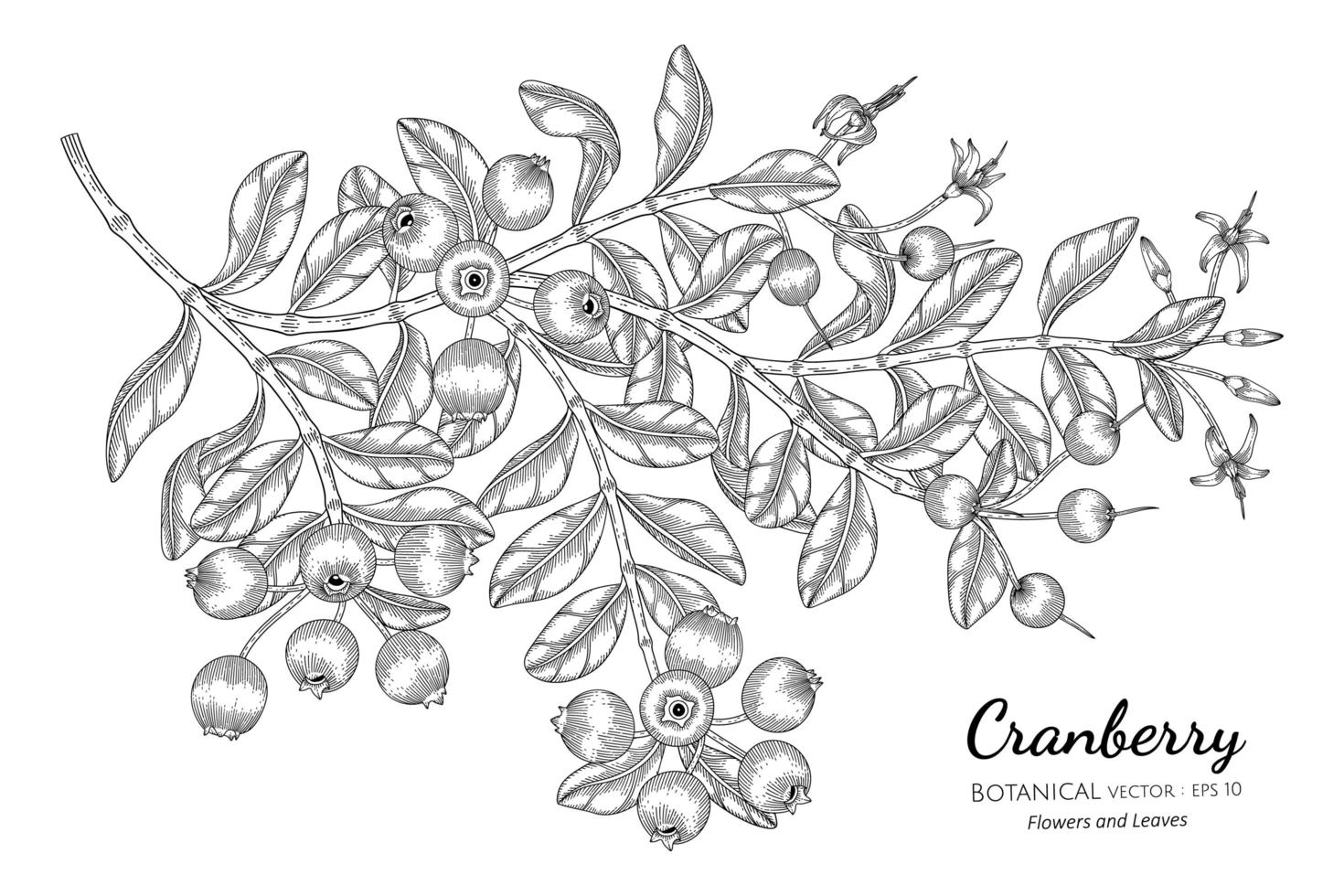 illustration botanique dessinée à la main de fruits de canneberge avec dessin au trait sur fond blanc vecteur